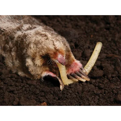 Lokkemad til muldvarpe? Nej – korrekt fældeplacering slår altid agn