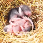 Bagepulver mod rotter og mus