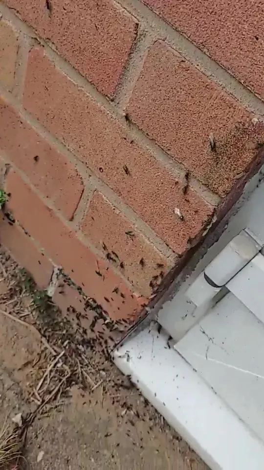 Myrer i murværk ved dørkarm i murstensvæg