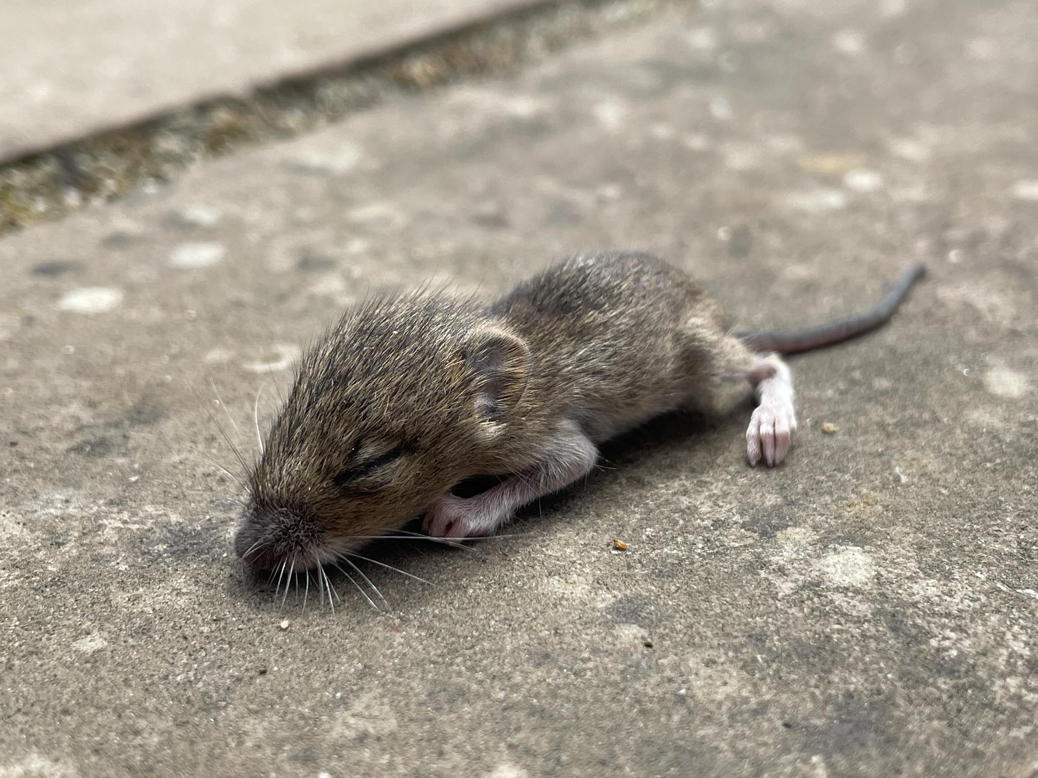 Rotteunge – kan forveksles med mus i størrelsen men har rotte-træk