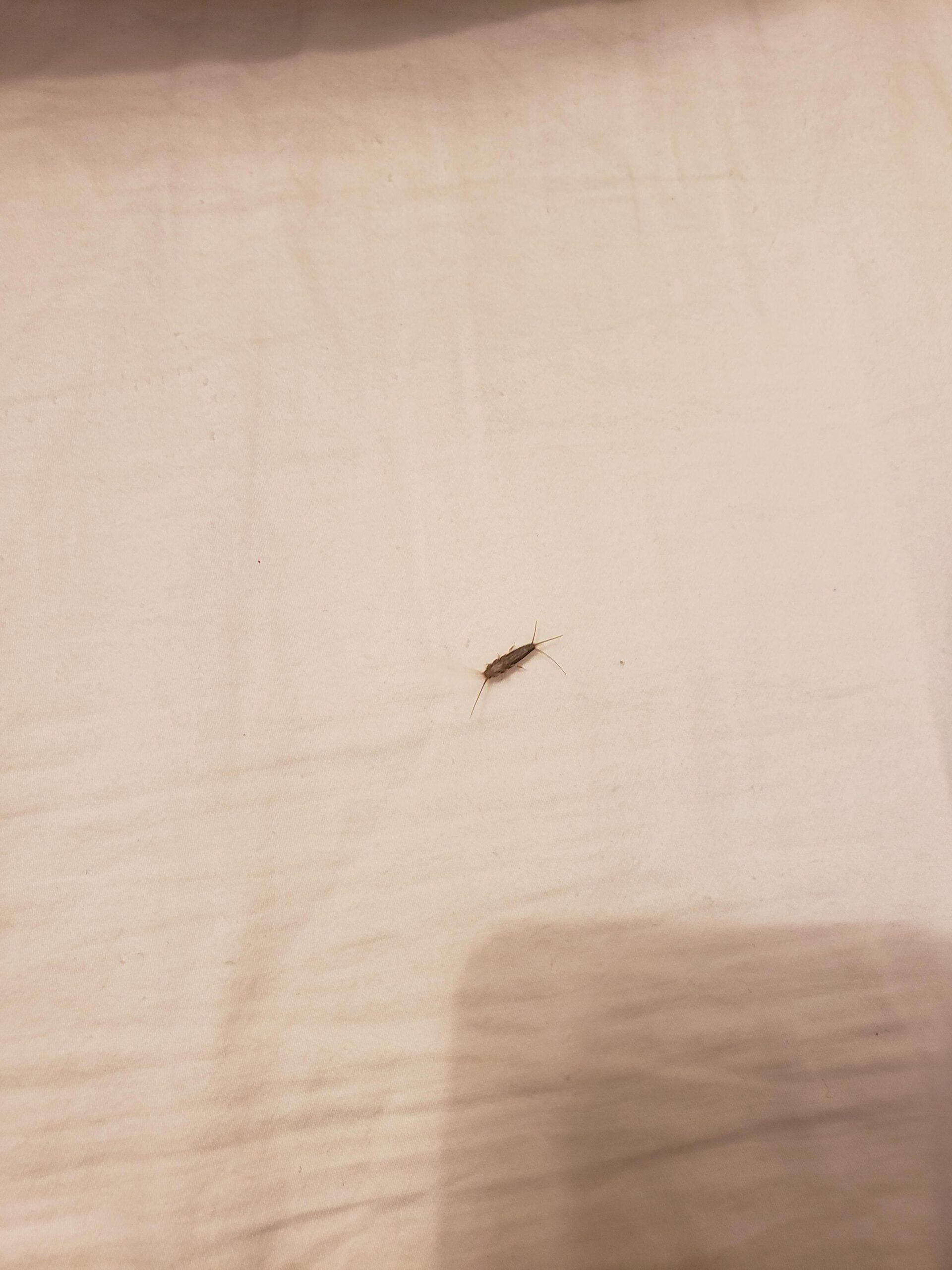 Sølvfisk i sengen – nataktiv ved fugt og rod tæt på sengen