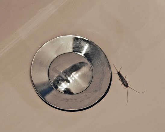 Skægkræ kan ses ved afløb, lister og skabe