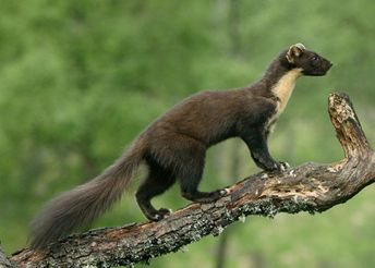 Skovmår – tydeligt busket hale