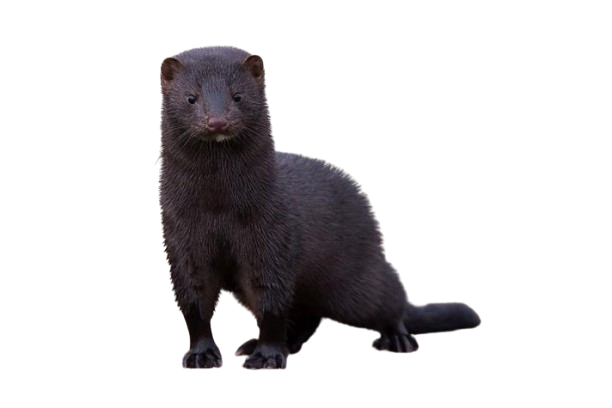Amerikansk mink - Mustela vison