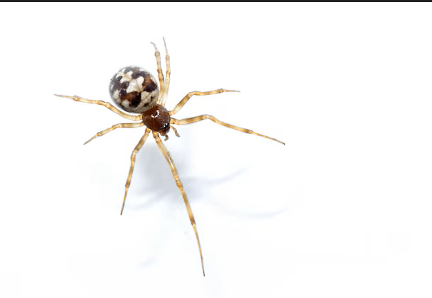 Steatoda grossa – sort edderkop i huset