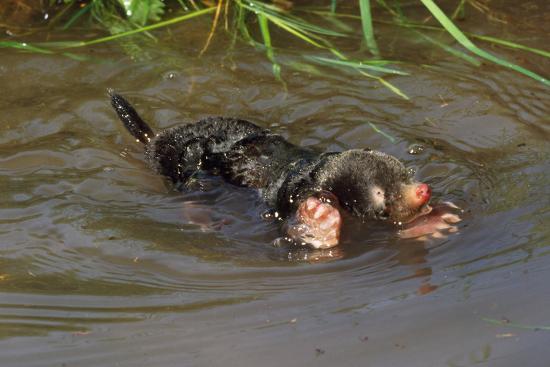 Kan muldvarpe svømme? – foto af svømmende muldvarp på vandoverfladen
