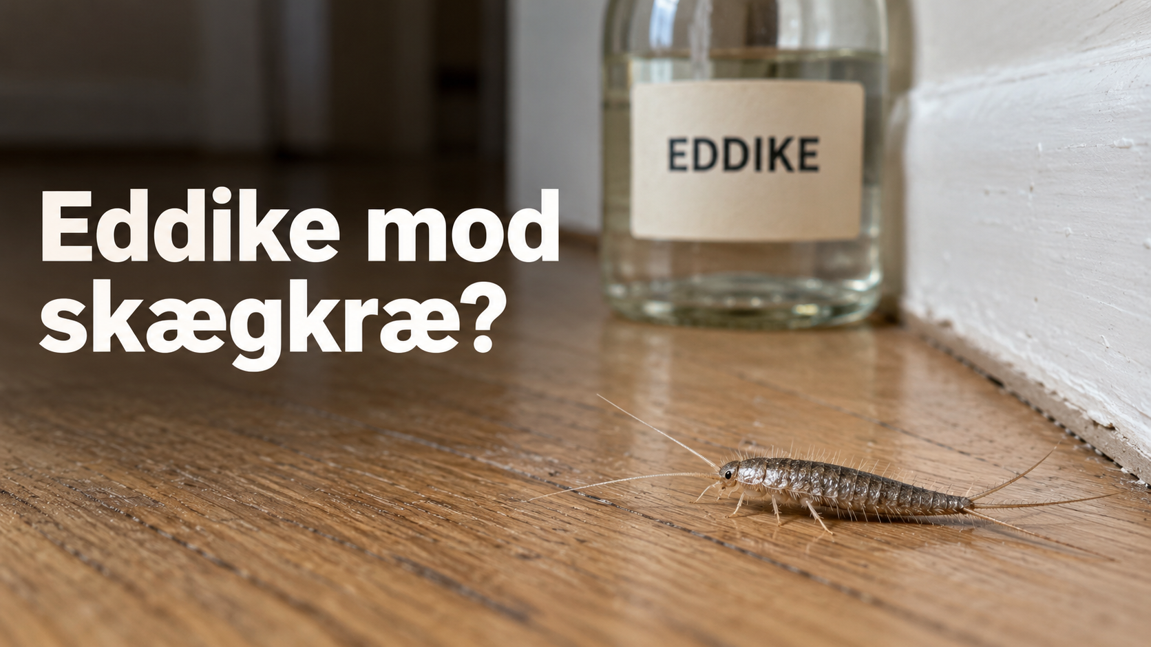 skægkræ eddike