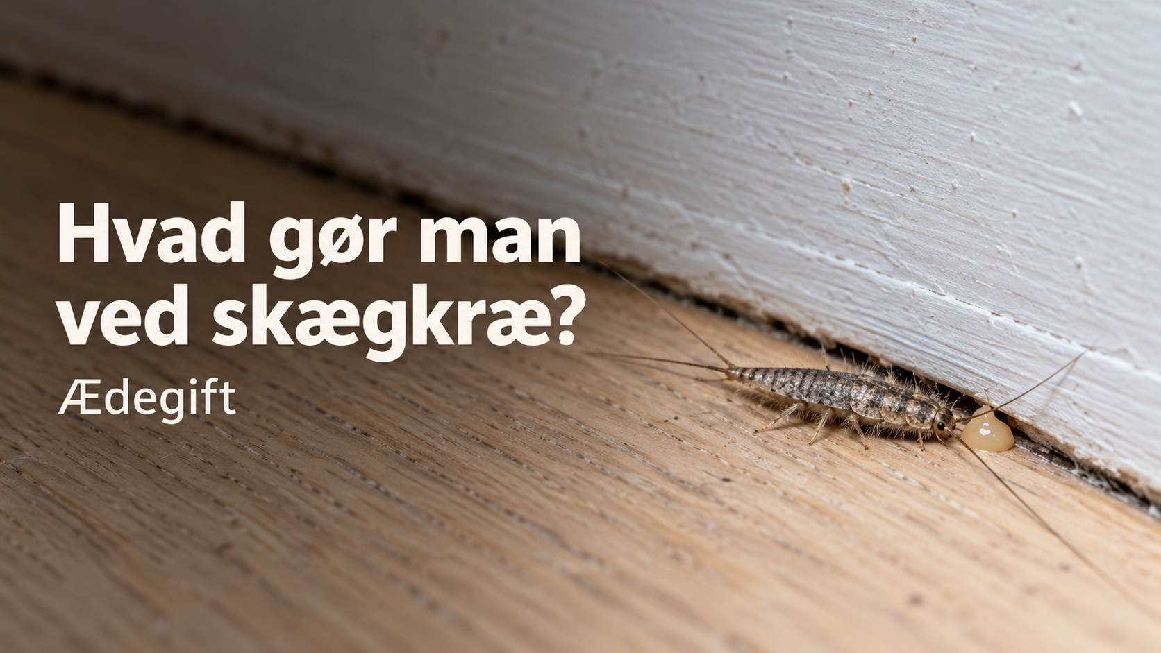 hvad gør man ved skægkræ