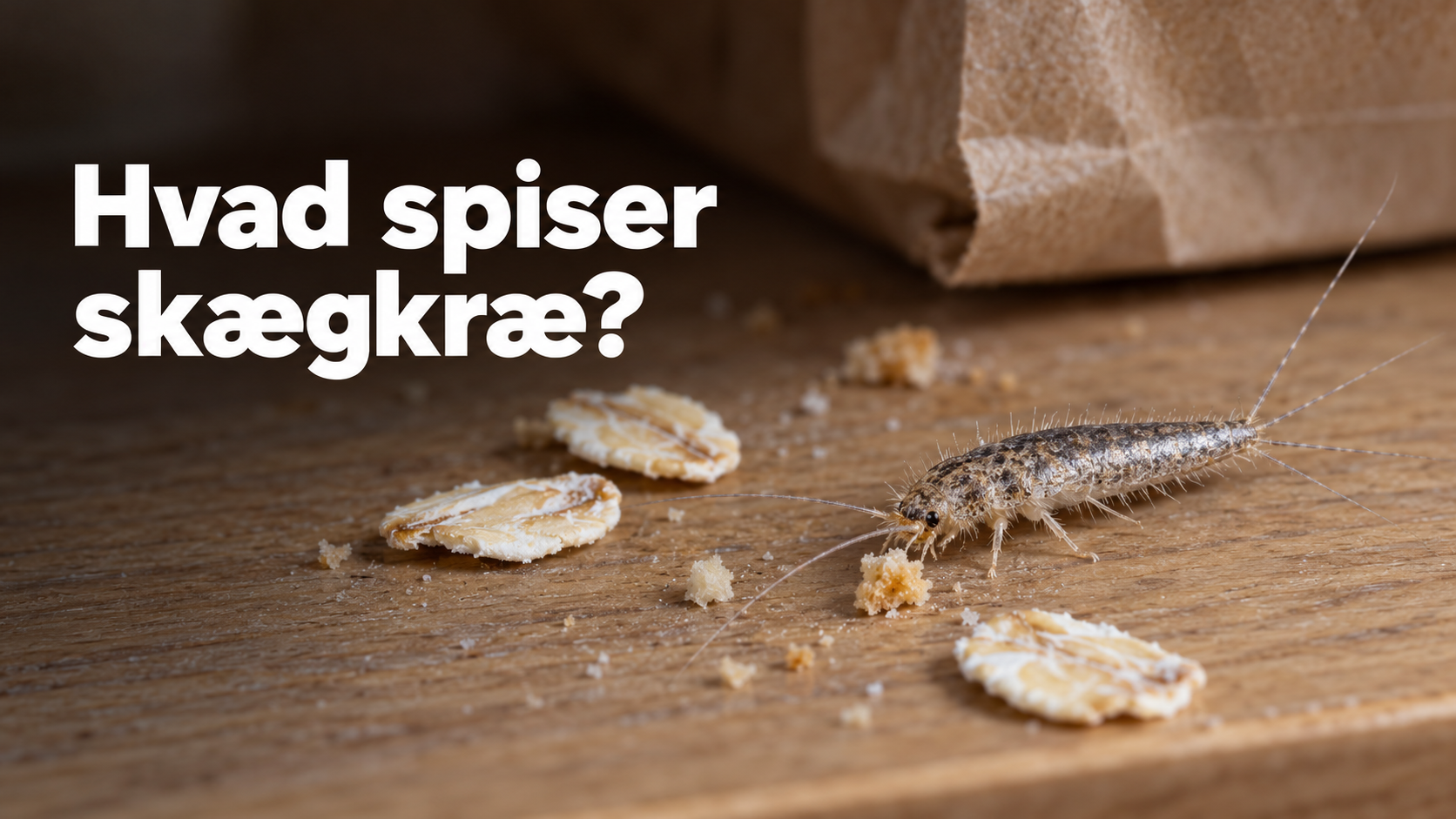 hvad spiser skægkræ