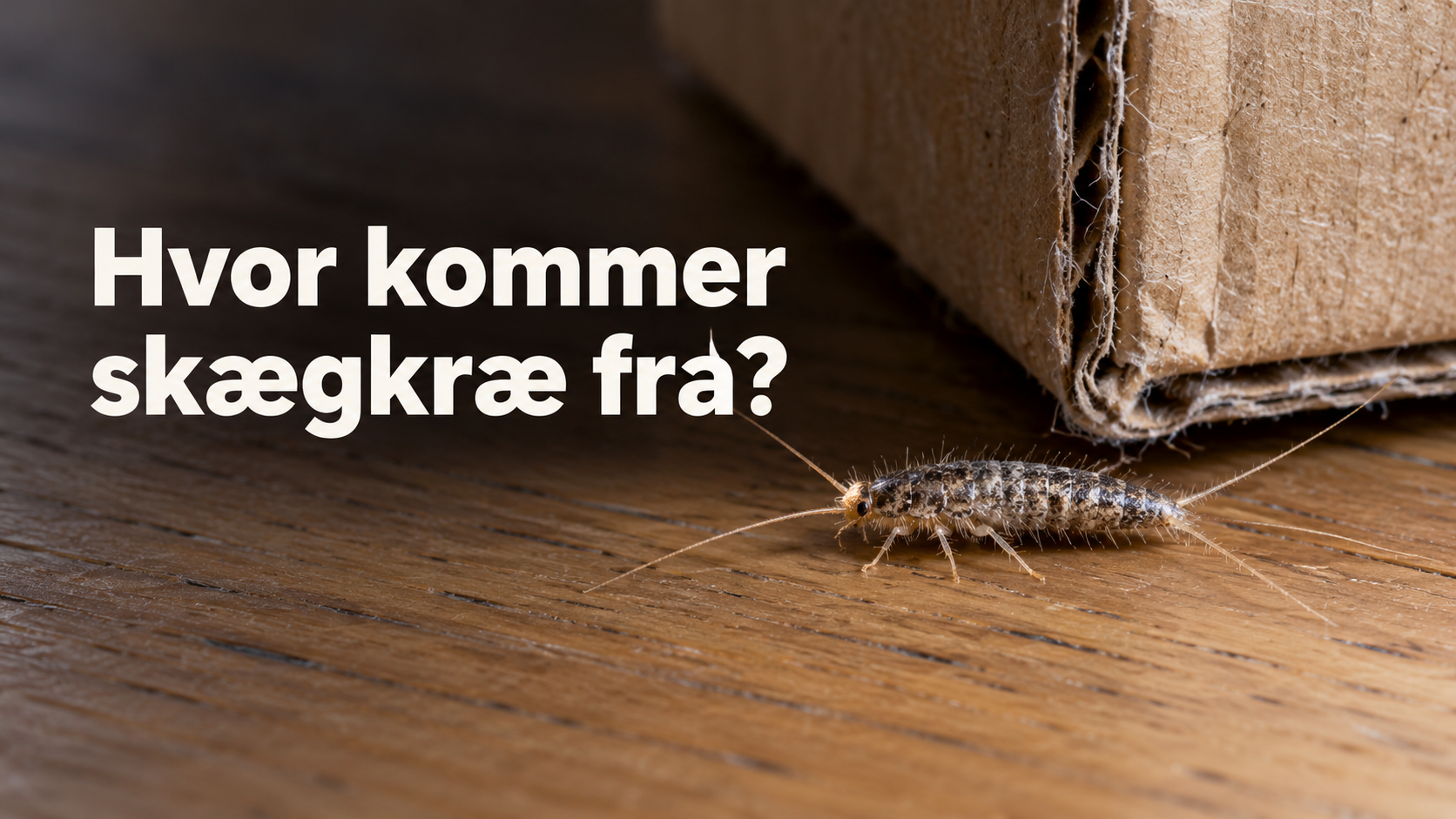 hvor kommer skægkræ fra