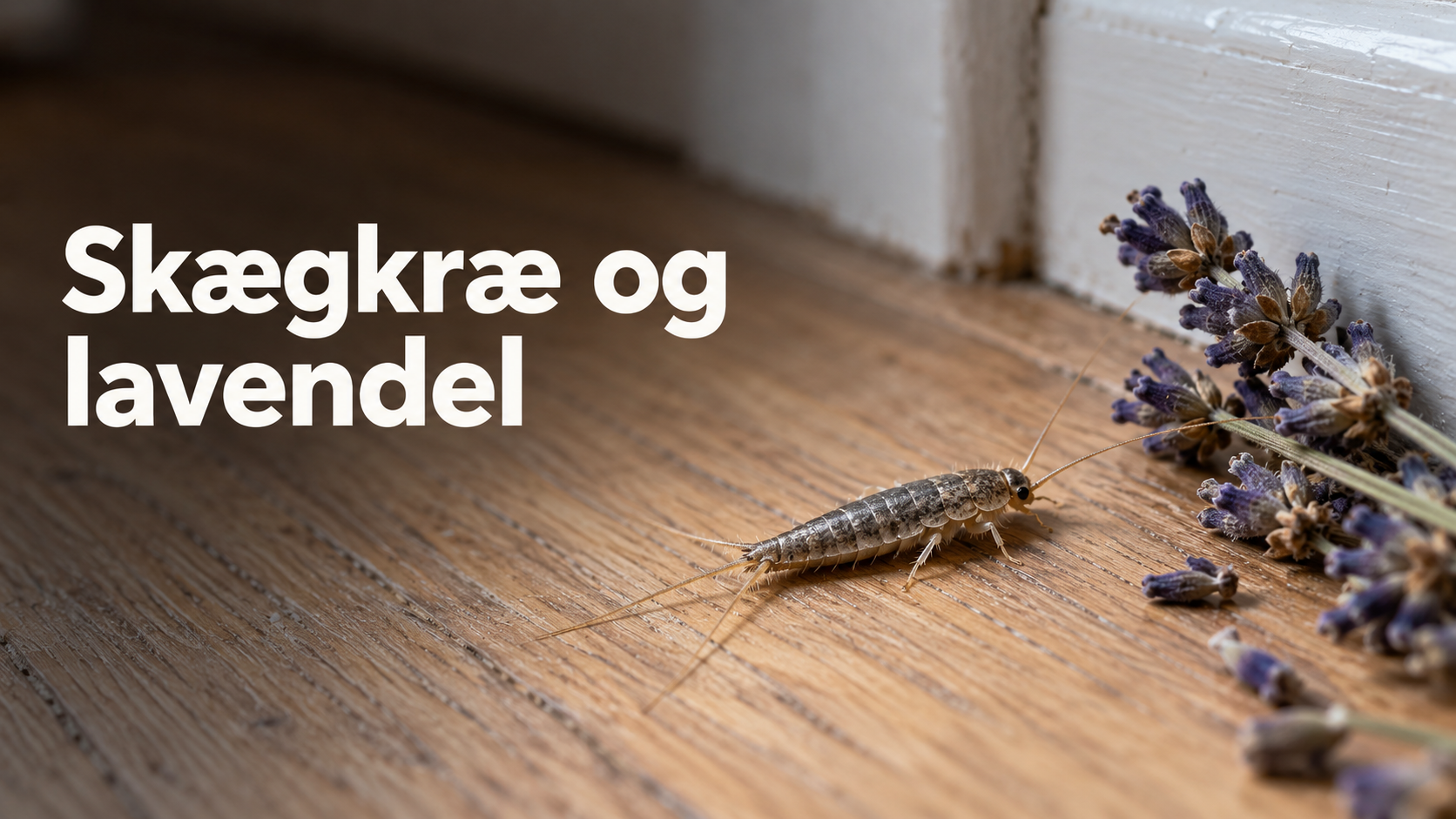 skægkræ lavendel